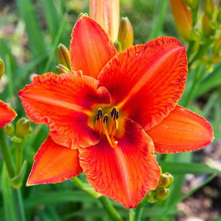 Alabama Jubilee Daylily